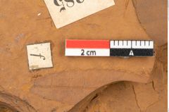 Foto (Detailansicht) von Ceratopetalum giselii Ettingshausen (NHMW-GEO-2024-0188-10385b)